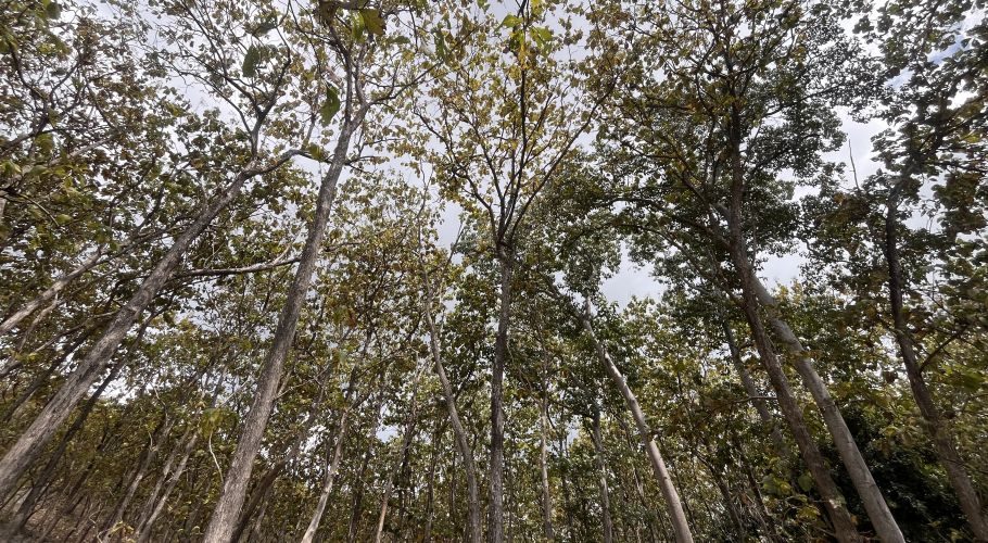 Tall teak trees with light grey trunks and green-yellow leaves reach towards a bright, cloudy sky in the Watu Kawula Teak Forest.