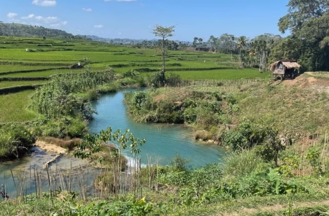 Weekacura Waterfalls flow with clear blue water through terraced green rice fields under a bright blue sky, with a small hut on the right.