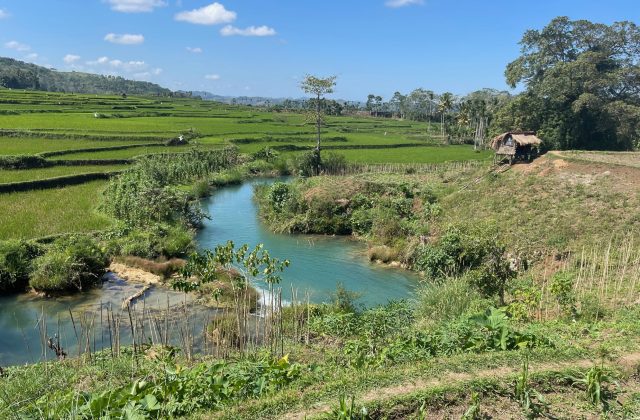 Weekacura Waterfalls flow with clear blue water through terraced green rice fields under a bright blue sky, with a small hut on the right.