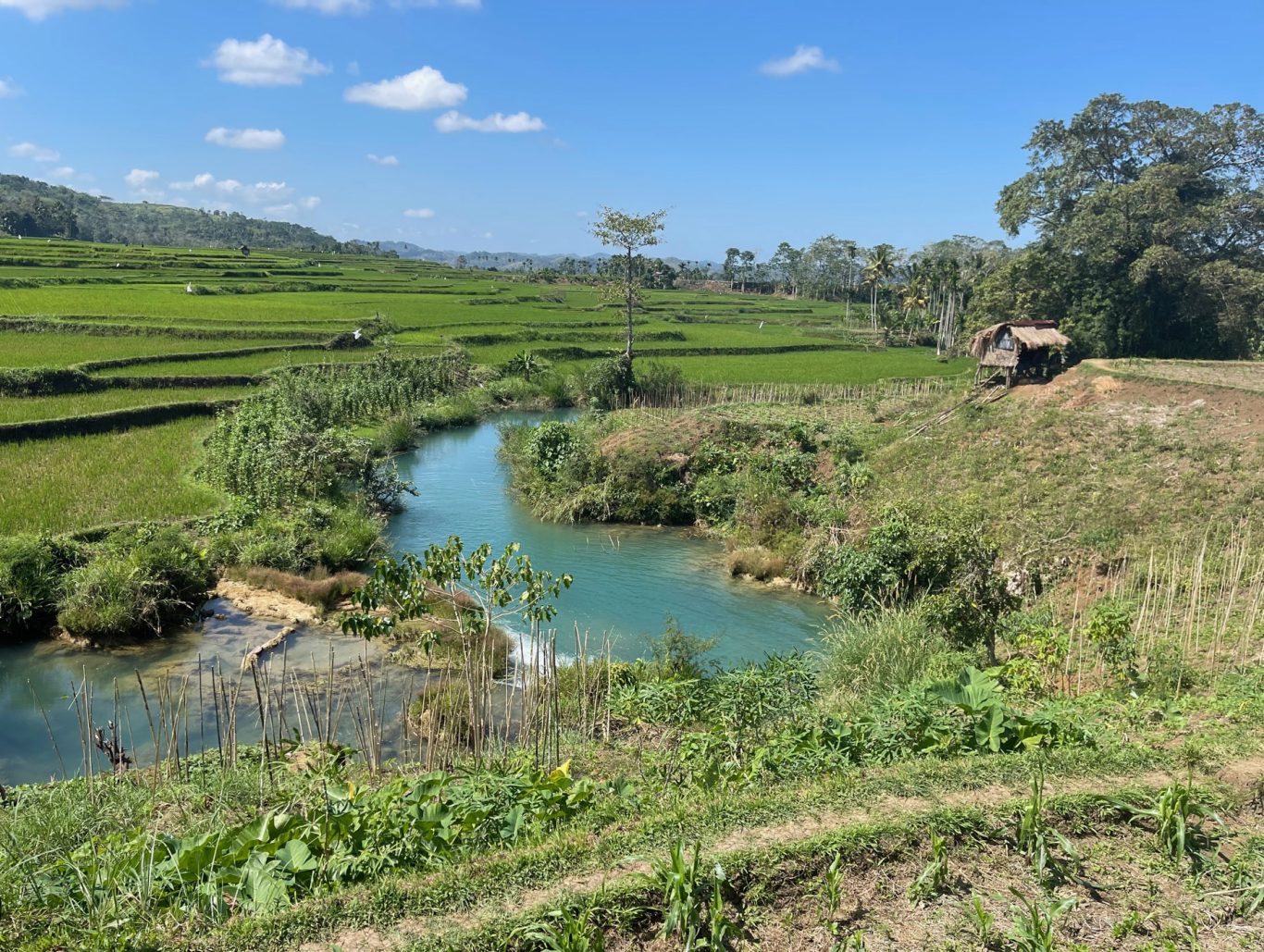Weekacura Waterfalls flow with clear blue water through terraced green rice fields under a bright blue sky, with a small hut on the right.