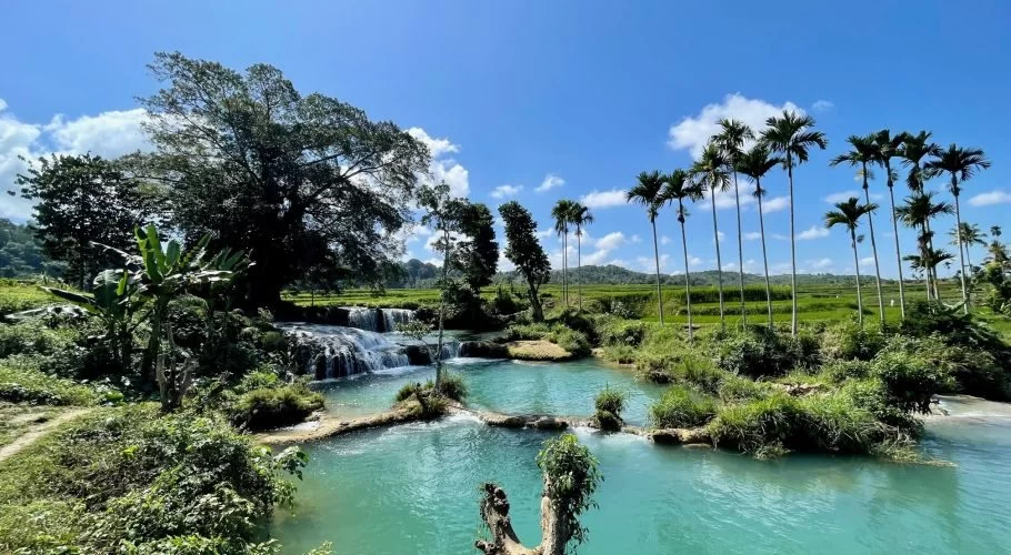 Weekacura Waterfalls cascade into clear blue terraced pools amidst lush green rice fields and tall palm trees under a bright blue sky.