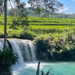 Weekacura Waterfalls cascade into clear turquoise pools, surrounded by vibrant green terraced rice fields under a bright blue sky.
