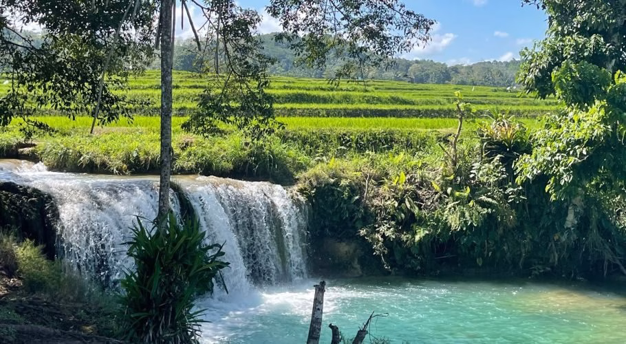 Weekacura Waterfalls cascade into clear turquoise pools, surrounded by vibrant green terraced rice fields under a bright blue sky.