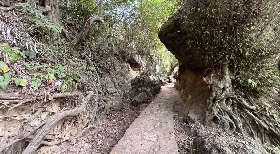 A winding stone path leads through a shaded, green environment, flanked by large rocks, exposed tree roots, and dense tropical foliage.