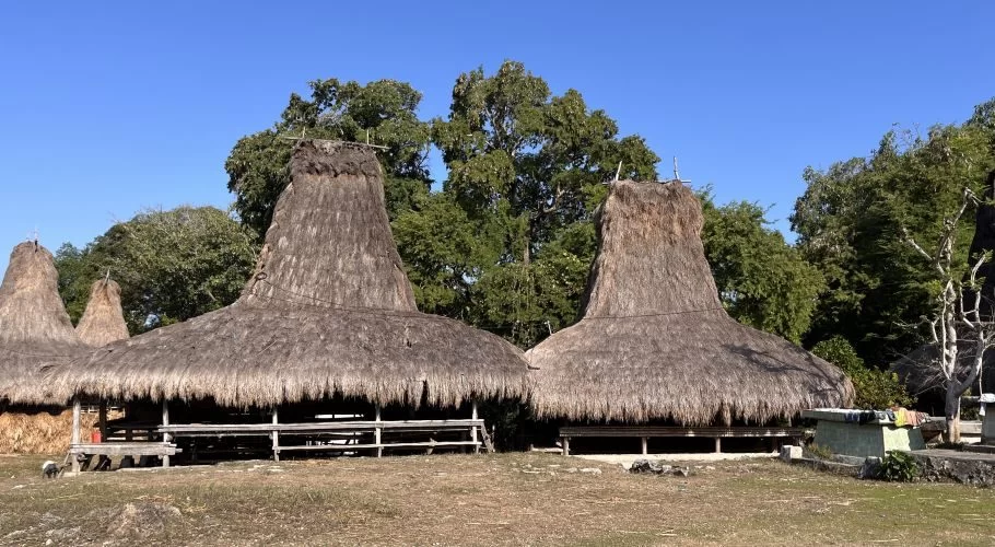 Several traditional Sumbanese houses with tall, conical thatched roofs and bamboo construction stand under a clear blue sky. Green trees are in the background, and dry grass covers the foreground.