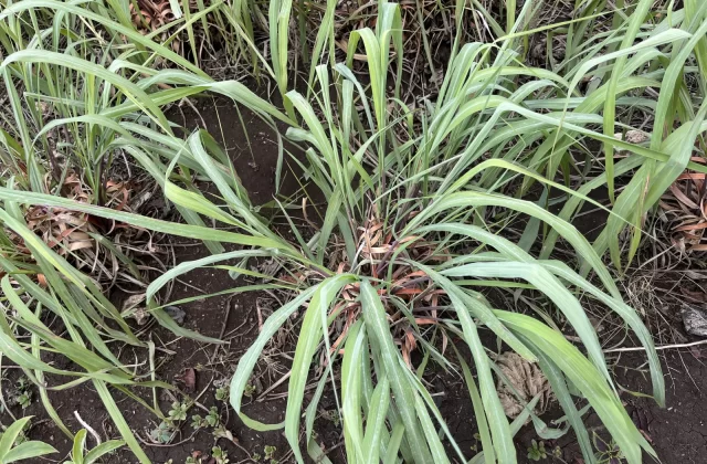 Citronella Farm