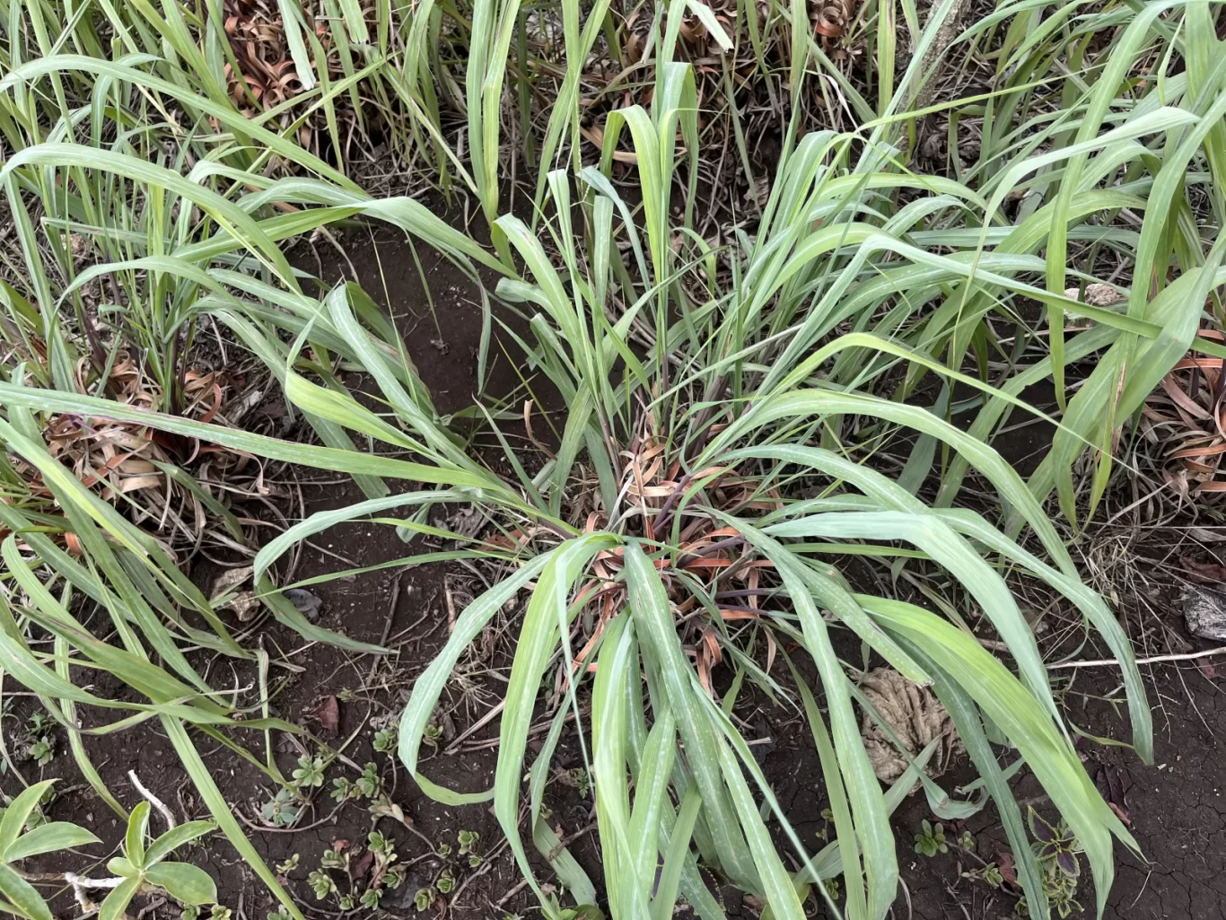 Lush green citronella plants with long, slender leaves grow in dark brown soil, interspersed with some dried foliage.