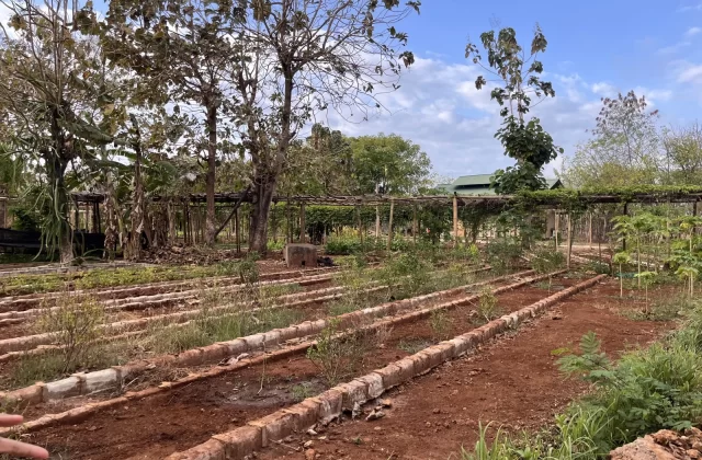 A permaculture farm with reddish-brown soil beds and young plants under a blue sky. Trees and a green-roofed building are in the background.