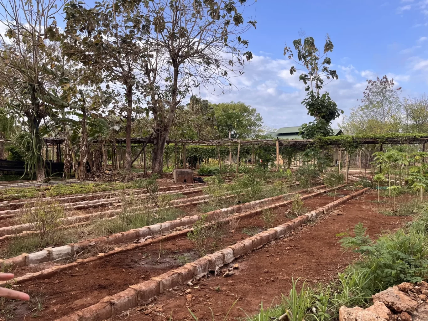 A permaculture farm with reddish-brown soil beds and young plants under a blue sky. Trees and a green-roofed building are in the background.