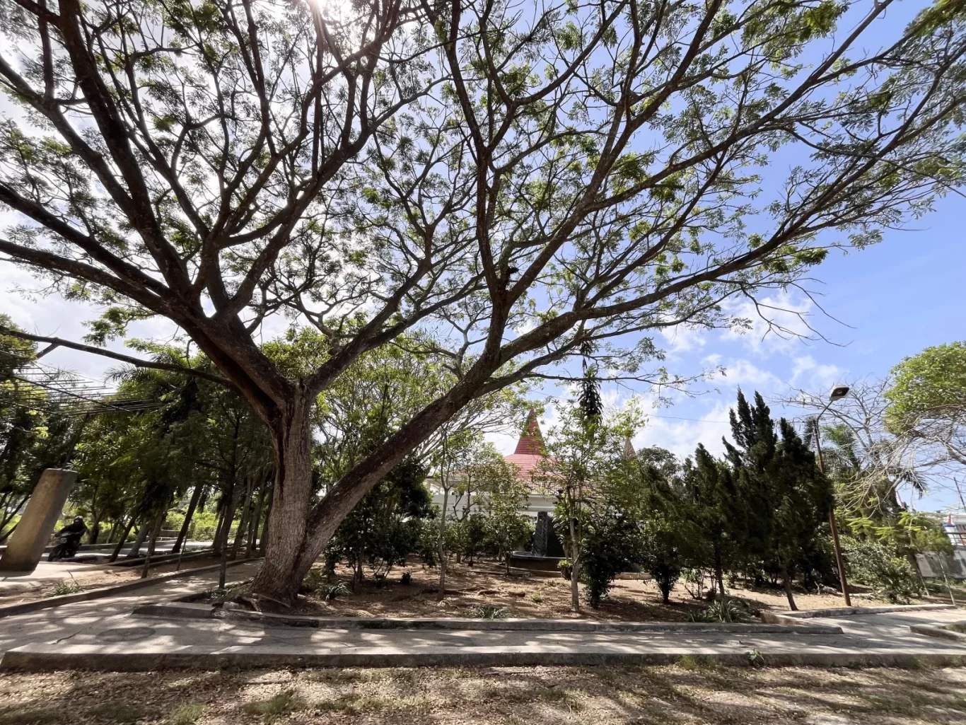 A large tree with green foliage and bare branches stands in Waikabubak City Park under a bright blue sky, with a red-roofed building visible.