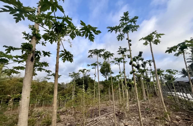 Honakonni Papaya Farm