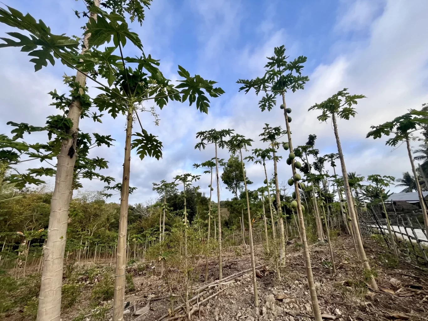 Tall papaya trees with green leaves and developing fruit stand in a large farm under a bright blue, cloudy sky in West Sumba.