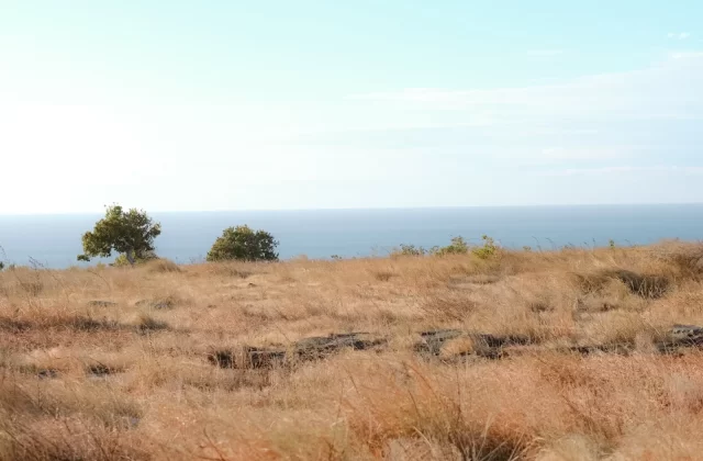 Golden-brown dry savanna grass covers a hill overlooking a calm blue ocean under a light blue sky, with two small green trees on the horizon.