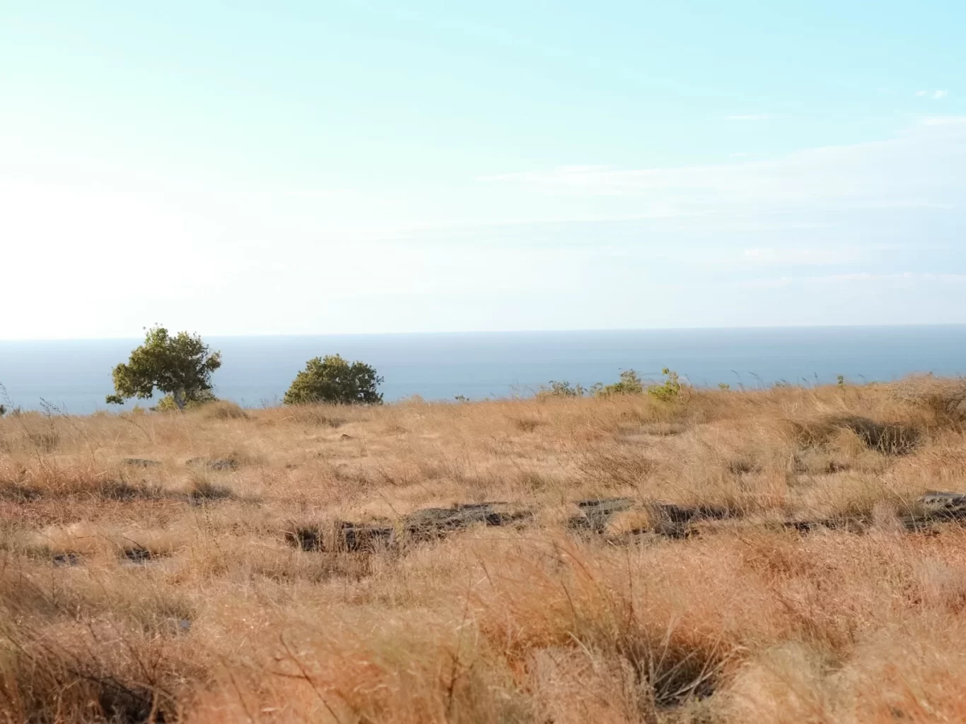 Golden-brown dry savanna grass covers a hill overlooking a calm blue ocean under a light blue sky, with two small green trees on the horizon.