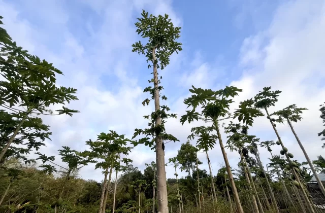 Honakonni Papaya Farm