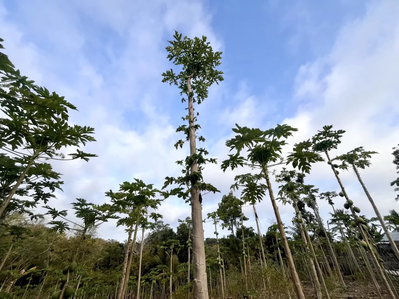 Numerous tall papaya trees with green leaves and unripe fruit stand against a partly cloudy blue sky at a farm in West Sumba.