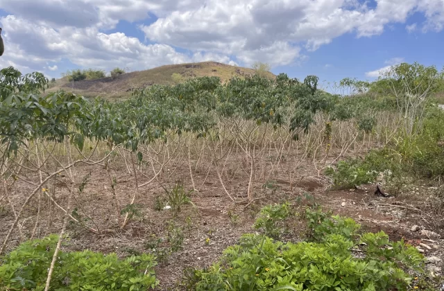 A Kuru Tepe cassava farm field in West Sumba shows rows of green-leafed plants and bare stalks on dry soil, with a large verdant hill under a cloudy blue sky.