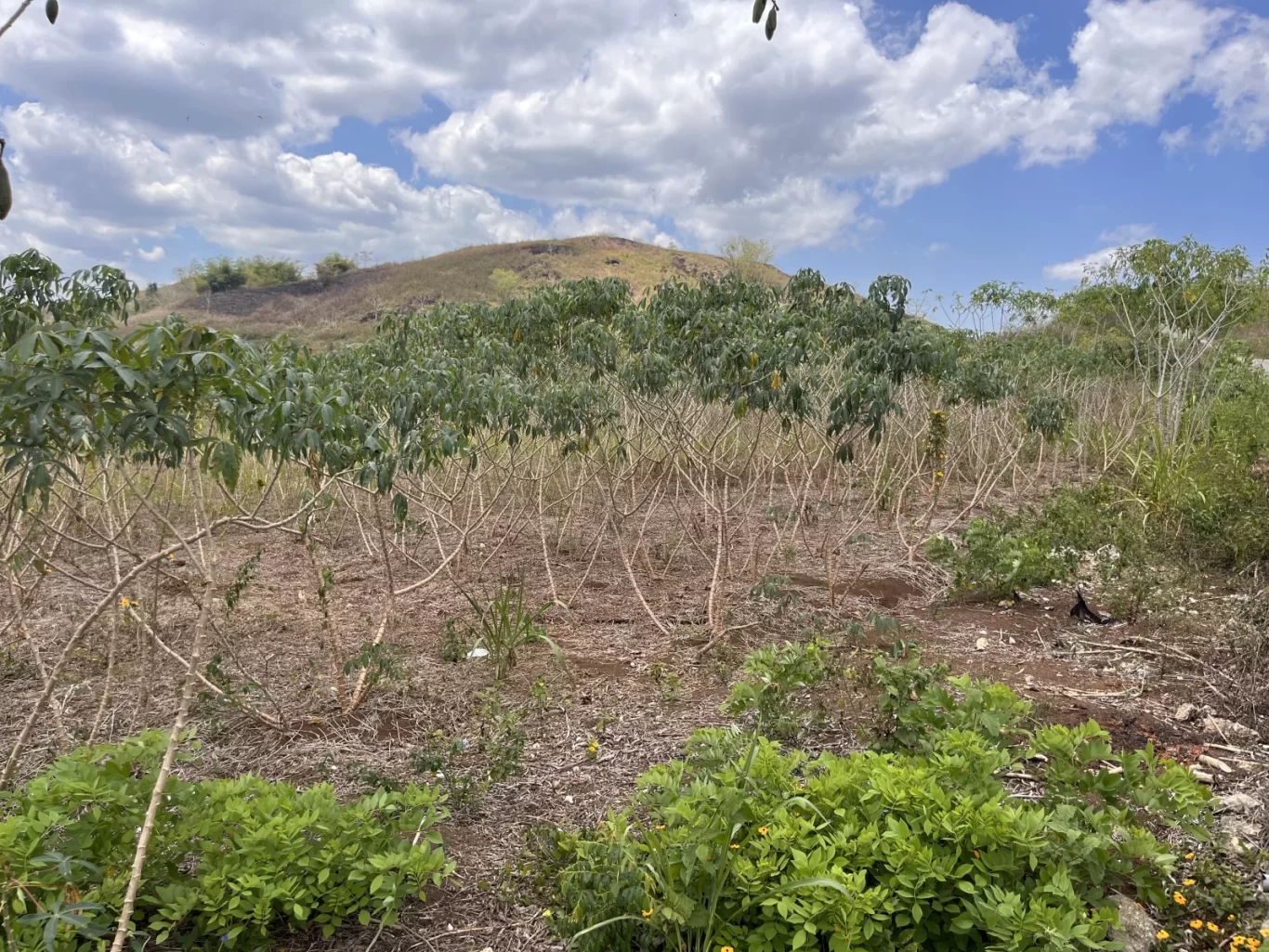 A Kuru Tepe cassava farm field in West Sumba shows rows of green-leafed plants and bare stalks on dry soil, with a large verdant hill under a cloudy blue sky.