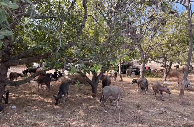 Numerous water buffalo and some cows stand on dry, straw-covered ground under leafy trees at a livestock market in Sumba.