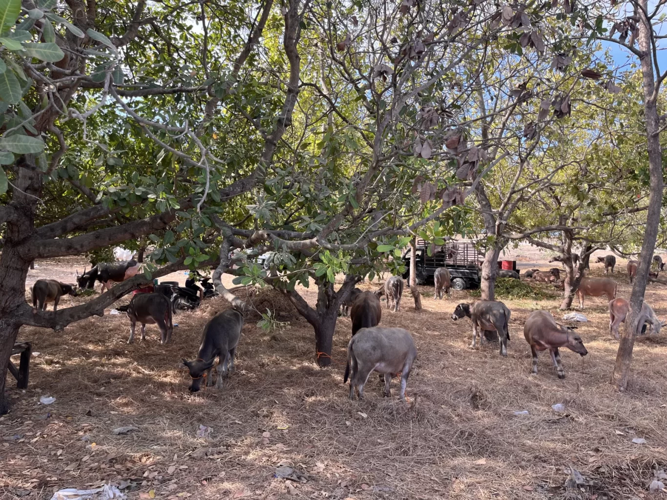 Numerous water buffalo and some cows stand on dry, straw-covered ground under leafy trees at a livestock market in Sumba.
