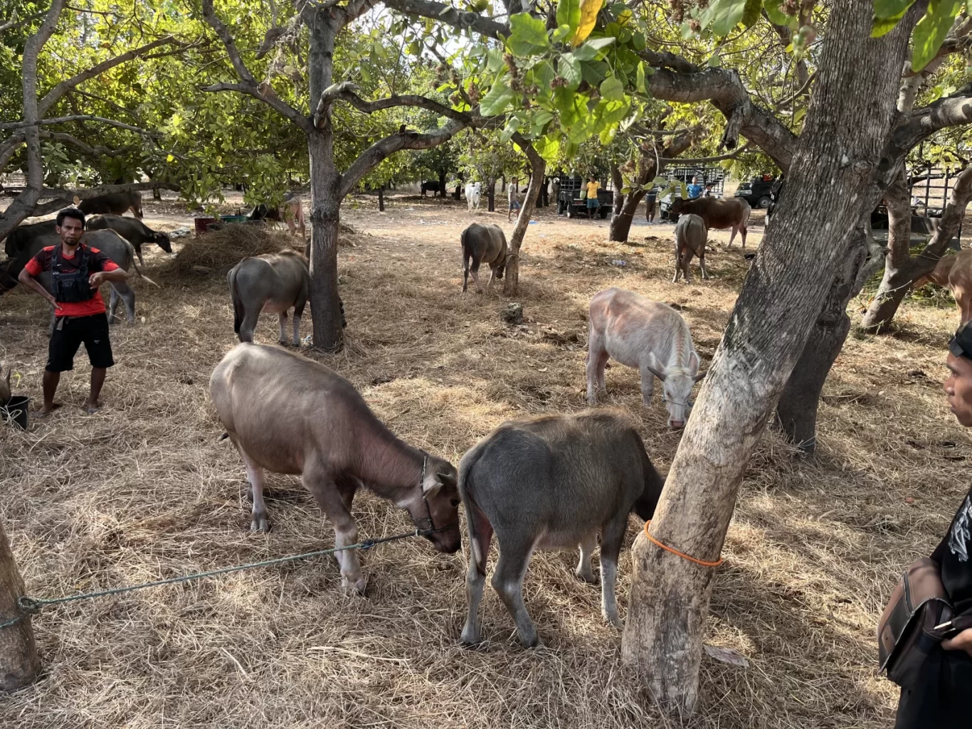 Several grey and pinkish water buffaloes and a few cows stand on dry grass under shady trees at a bustling market, with men observing and trucks in the background.