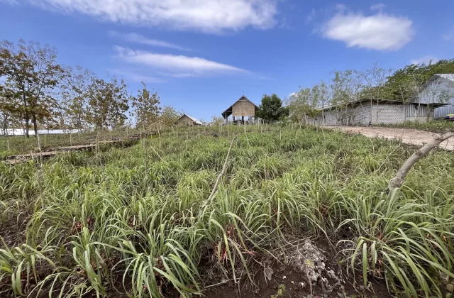 Citronella Farm
