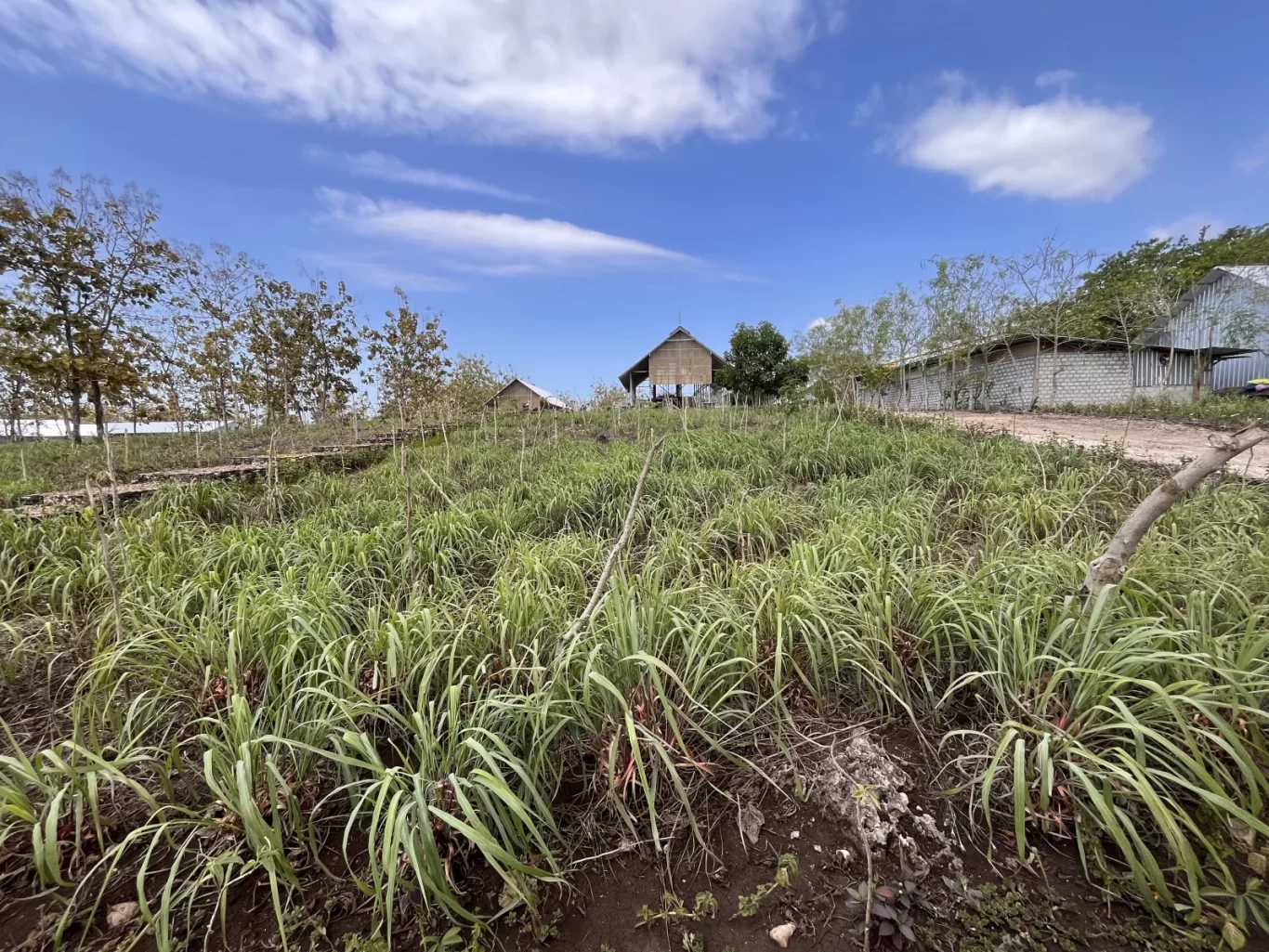 A vibrant green citronella field stretches under a blue sky, with a traditional hut and farm buildings visible in the background.