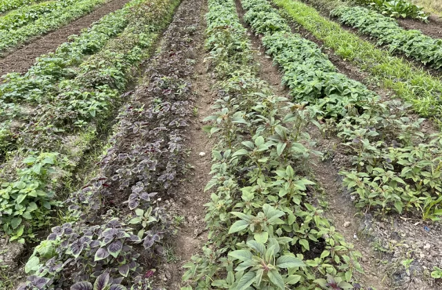 Dedepada Spinach Farm