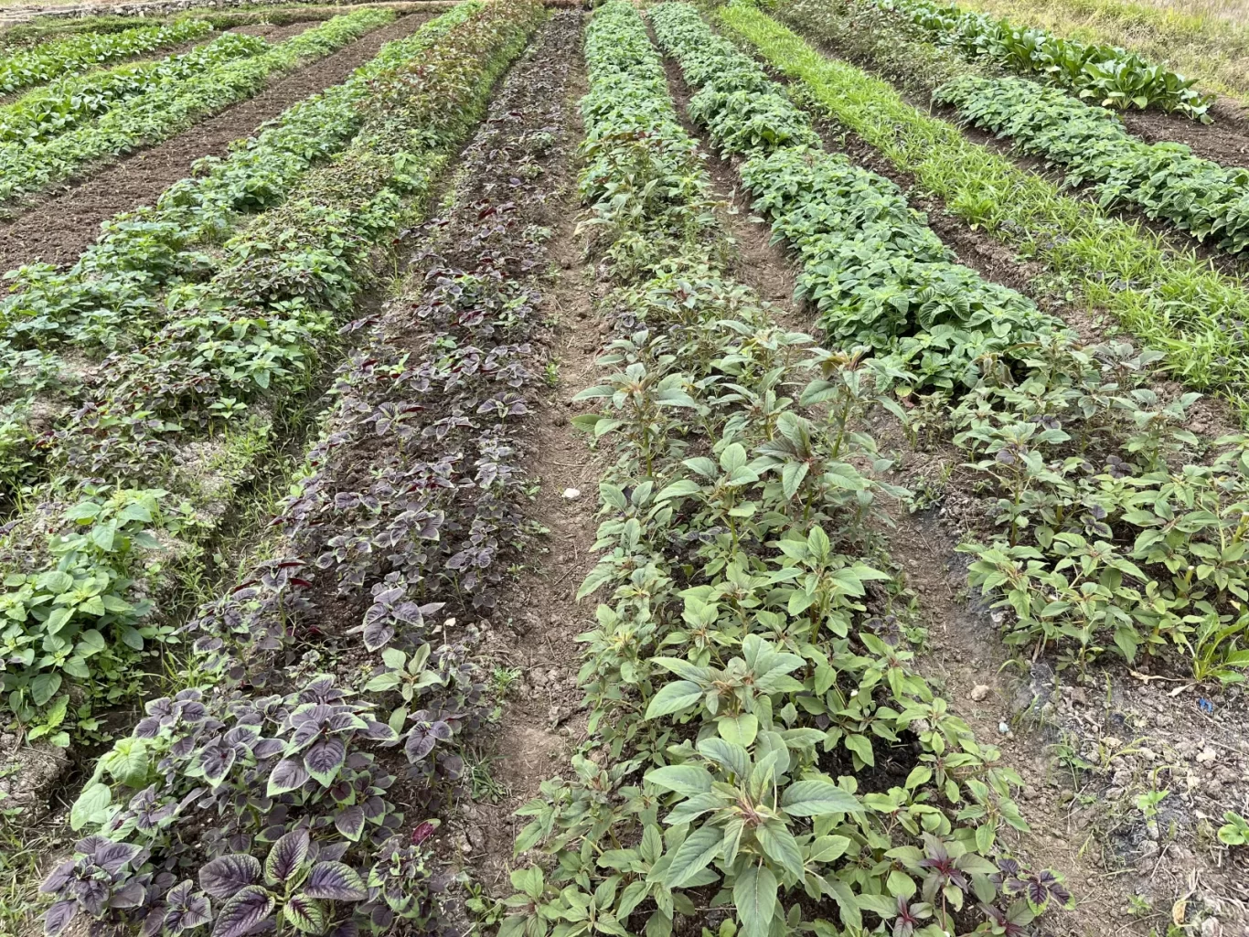 Rows of vibrant green and purple spinach varieties grow in dark soil at a farm under natural light.