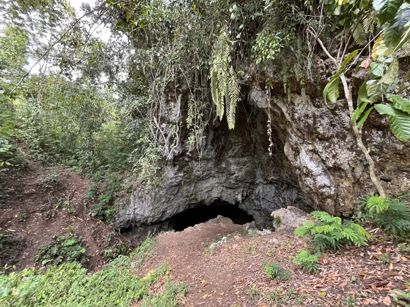 A dark cave entrance is visible in a grey rocky cliff face, surrounded by dense green jungle foliage and a brown dirt path leading towards it.