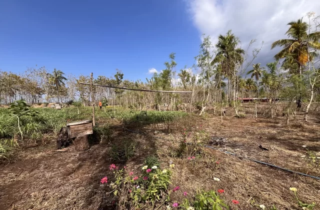 A person stands among wooden beehives and flowering plants in a sunny Sumba apiary, surrounded by dry trees under a partly cloudy blue sky.