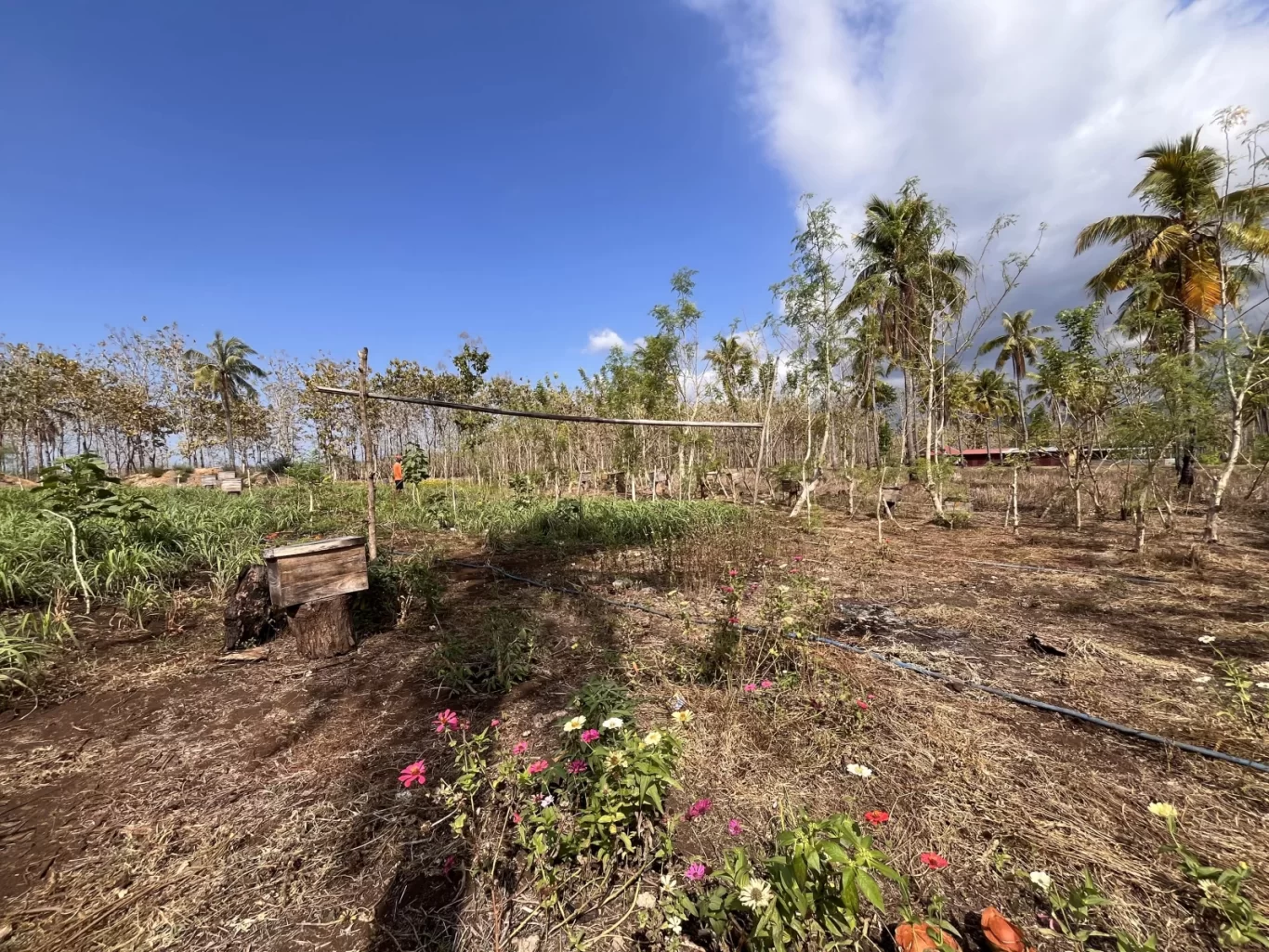 A person stands among wooden beehives and flowering plants in a sunny Sumba apiary, surrounded by dry trees under a partly cloudy blue sky.