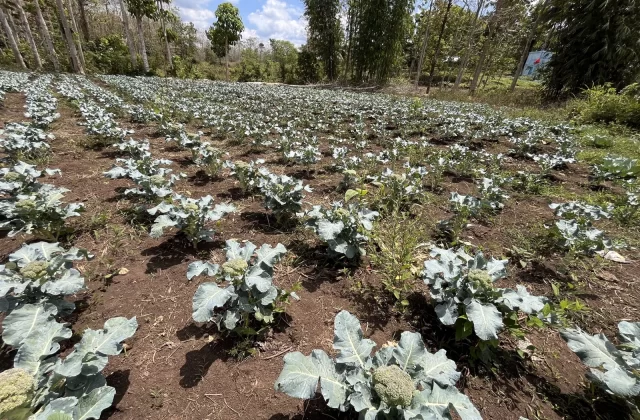 Rows of green broccoli plants with large leaves grow in brown soil under a bright blue sky with white clouds, surrounded by tall trees.