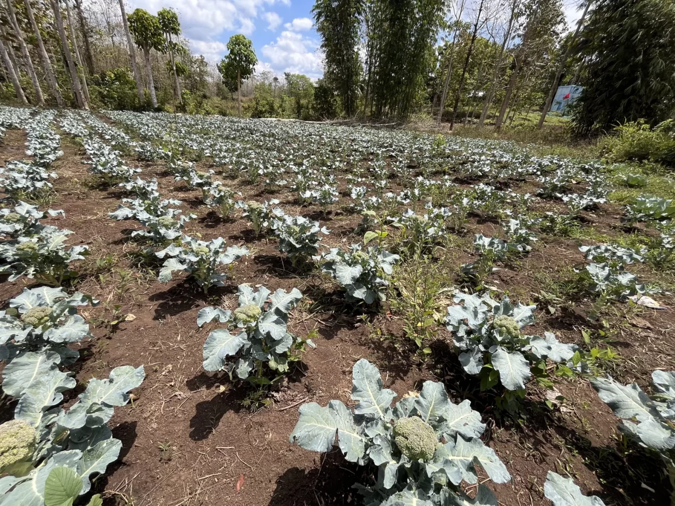 Rows of green broccoli plants with large leaves grow in brown soil under a bright blue sky with white clouds, surrounded by tall trees.