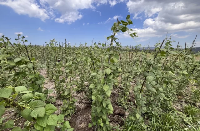 Dedepada Yardlong Bean Farm