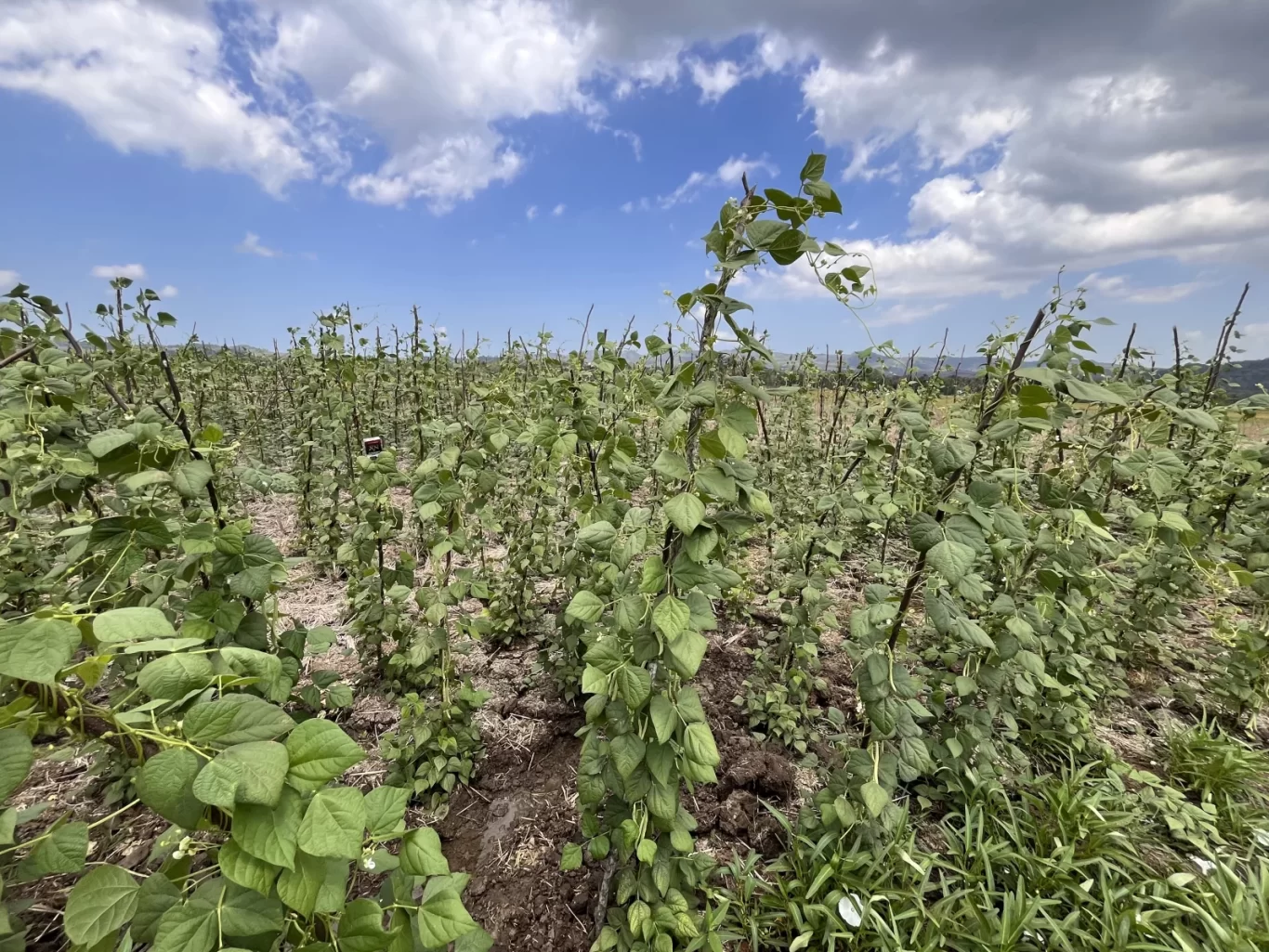 A vast field of green yardlong bean plants growing on stakes under a bright blue sky with scattered white clouds.