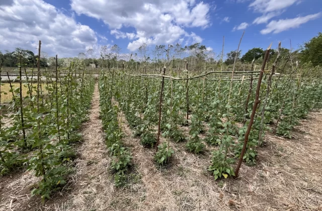 Rows of vibrant green bean plants supported by wooden stakes stretch across a farm field under a bright blue sky with white clouds.