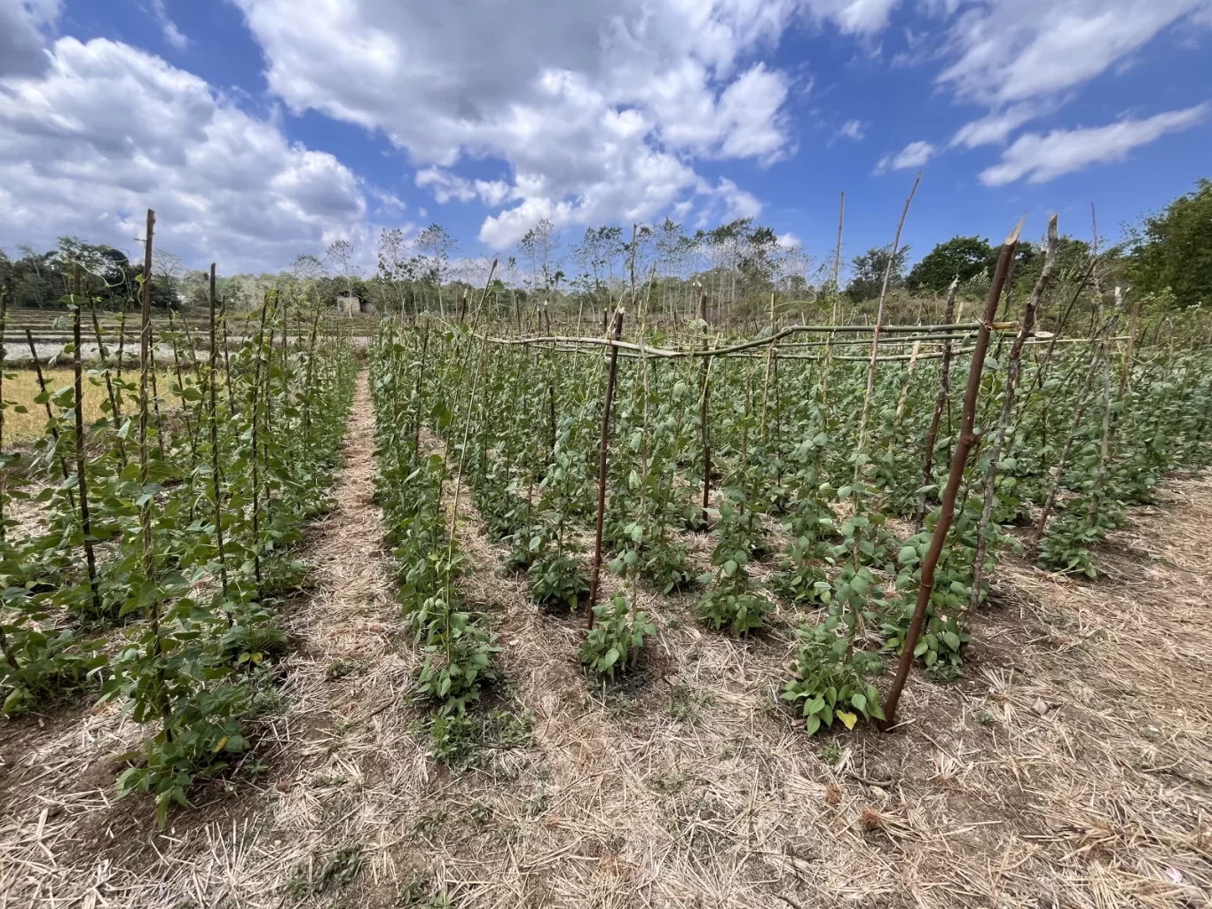 Rows of vibrant green bean plants supported by wooden stakes stretch across a farm field under a bright blue sky with white clouds.