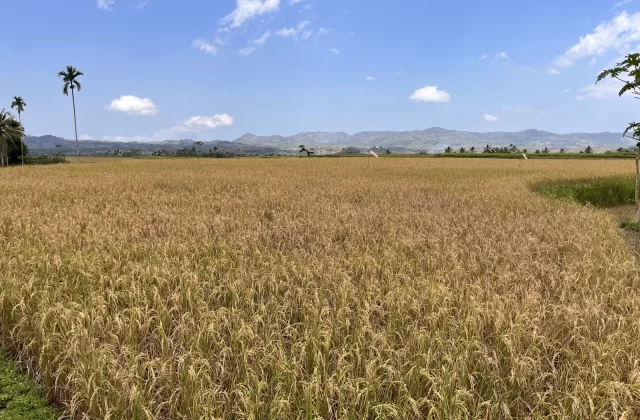 A wide expanse of golden-brown rice paddies stretches under a bright blue sky with white clouds, framed by distant green mountains and a tall palm tree.