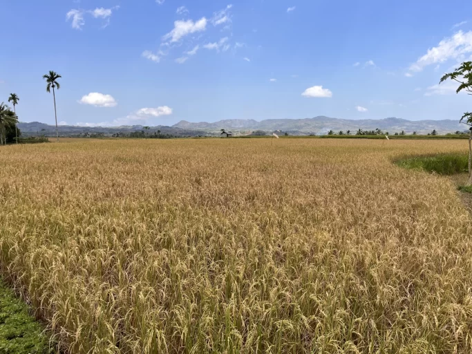 A wide expanse of golden-brown rice paddies stretches under a bright blue sky with white clouds, framed by distant green mountains and a tall palm tree.
