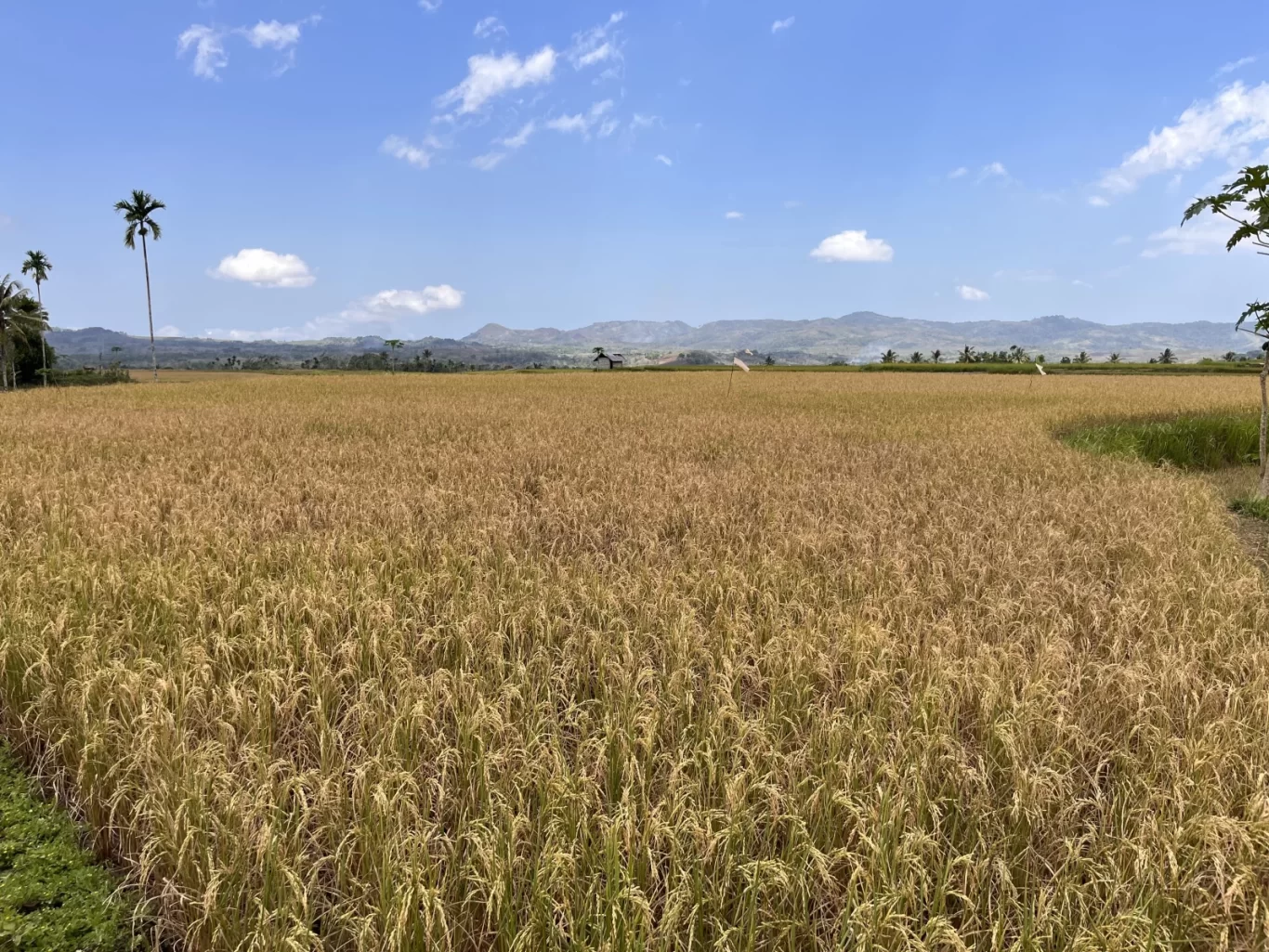 A wide expanse of golden-brown rice paddies stretches under a bright blue sky with white clouds, framed by distant green mountains and a tall palm tree.