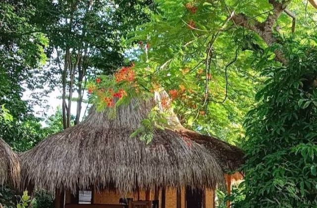 A traditional brown bungalow with a thick thatched roof is nestled among vibrant green trees and tropical plants, with hints of red flowers.