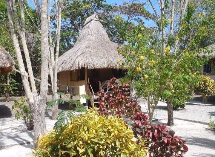 A traditional Sumba homestay hut with a tall thatched roof stands amidst green trees, yellow flowering bushes, and red-leafed plants on sandy ground under a blue sky.