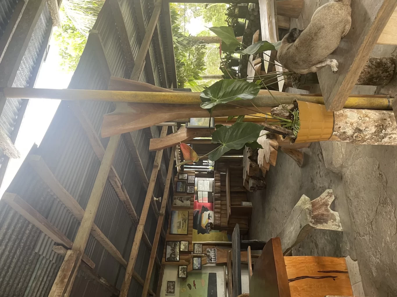 A light brown dog rests on a wooden bench in a rustic hotel common area with a corrugated metal roof, green potted plants, and framed pictures.