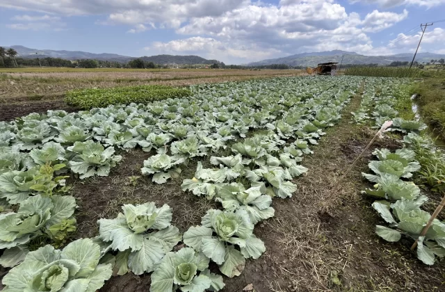 Dedepada Cabbage Farm