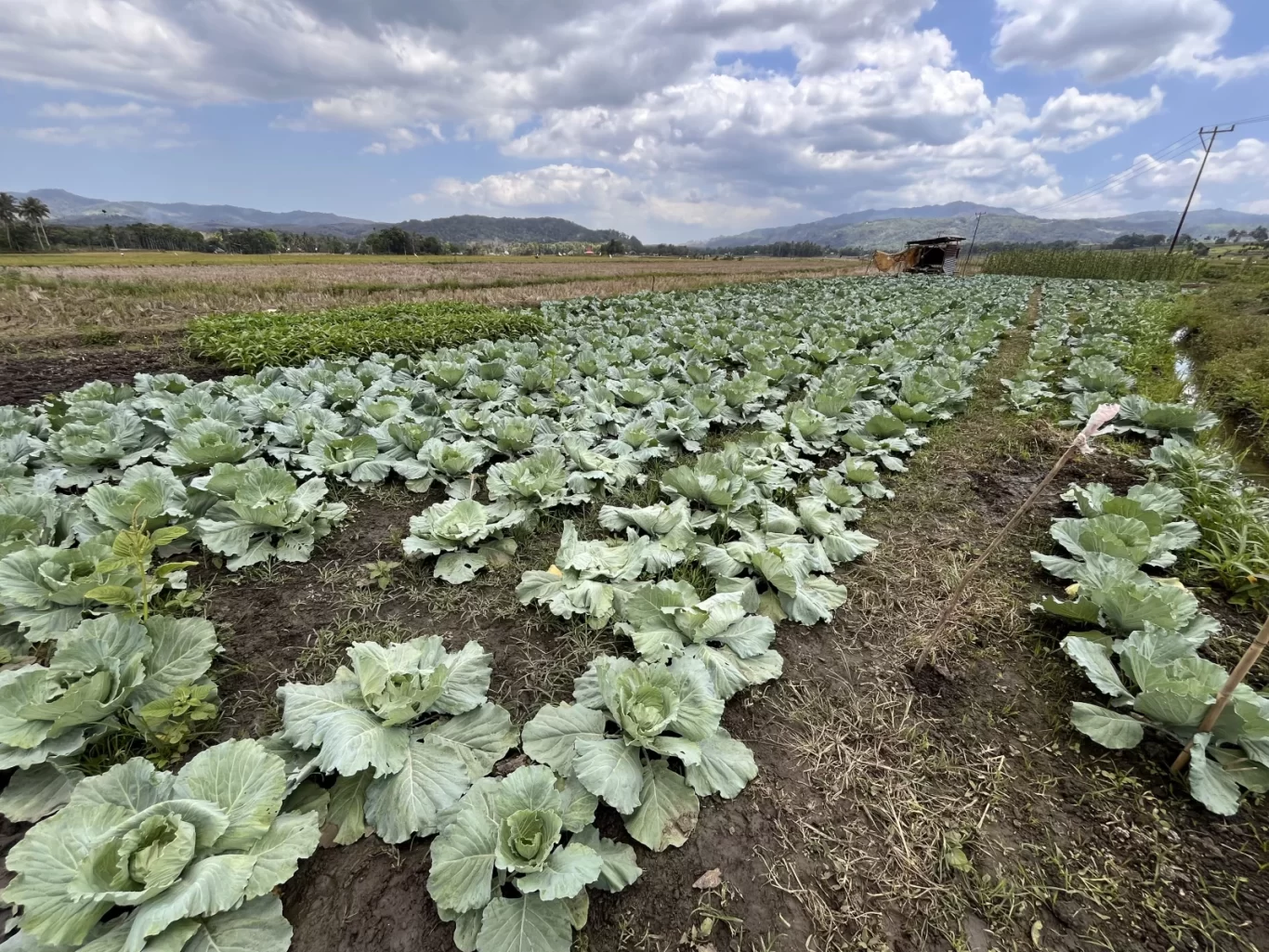 Rows of light green cabbage plants grow in dark soil, flanked by dry rice paddies, distant green hills, and a cloudy sky.