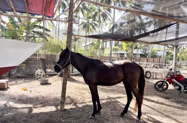 A dark brown horse with a white halter stands tied to a wooden post under a bamboo shade structure amidst palm trees and a boat in Sumba.