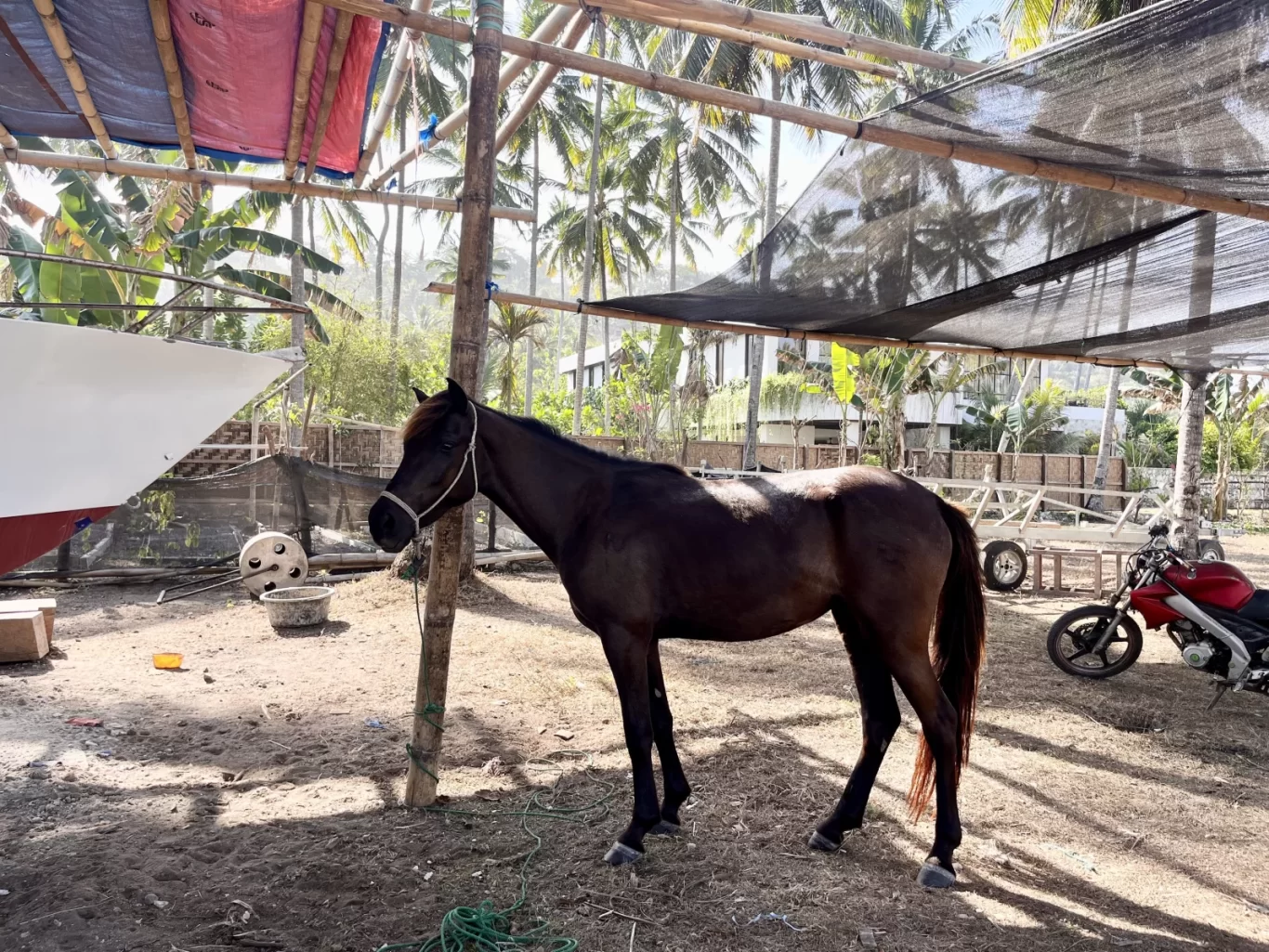 A dark brown horse with a white halter stands tied to a wooden post under a bamboo shade structure amidst palm trees and a boat in Sumba.