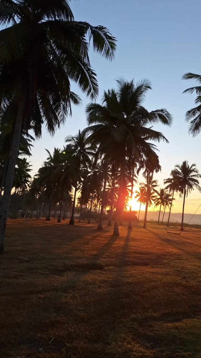 Numerous silhouetted palm trees stand on a grassy field with a swing, as the bright orange sun sets low, casting golden light and long shadows.
