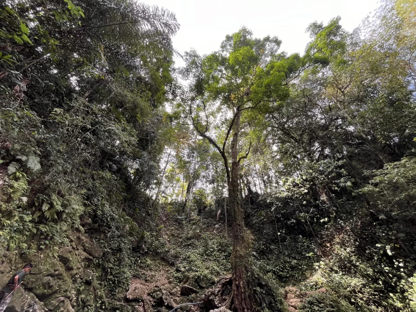 A view looking up into a dense, verdant jungle with tall trees and thick foliage, revealing a bright sky above. A person is partially visible in the lower left.